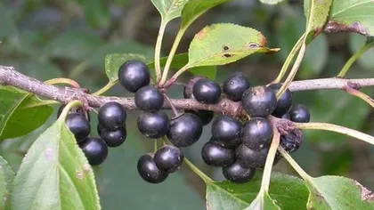 Крушина слабительная