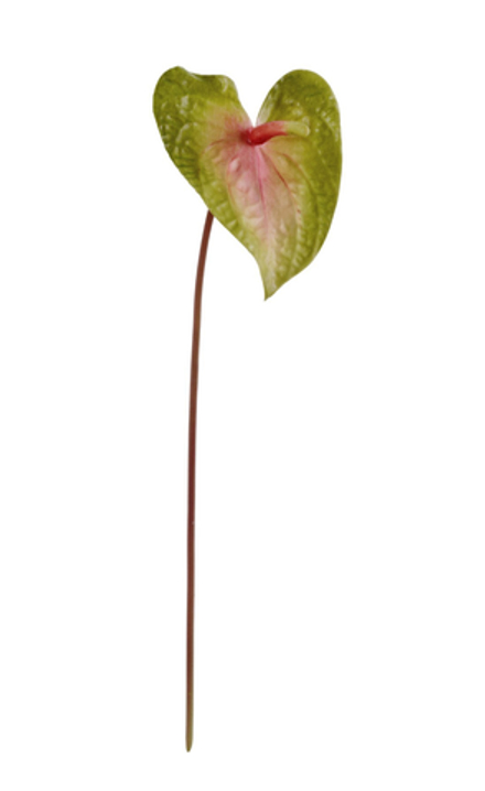 Антуриум Макс св.зелёный с розовым, в-56 см