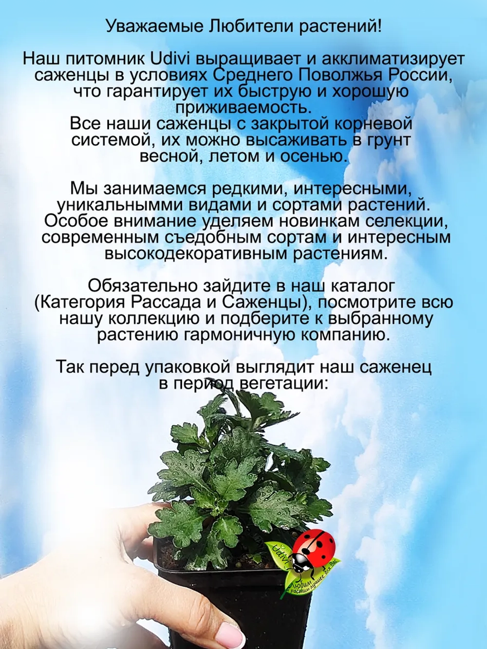 Хризантема Скайфол Пурпур ампельная