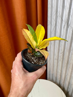 Кодиемум (Кротон) Вилма, D9см H15см, 1шт, Urban Jungle