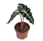 Алоказия Полли