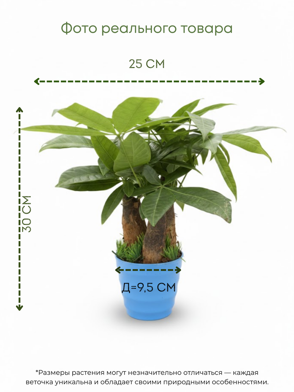 Пахира Three-Branch пластиковый горшок