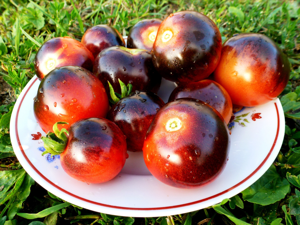 Помидоры - Blueberry Tomato - Черника