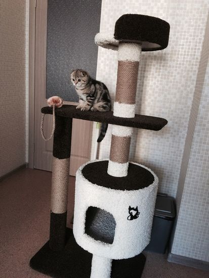 Дом для кошки Д-2