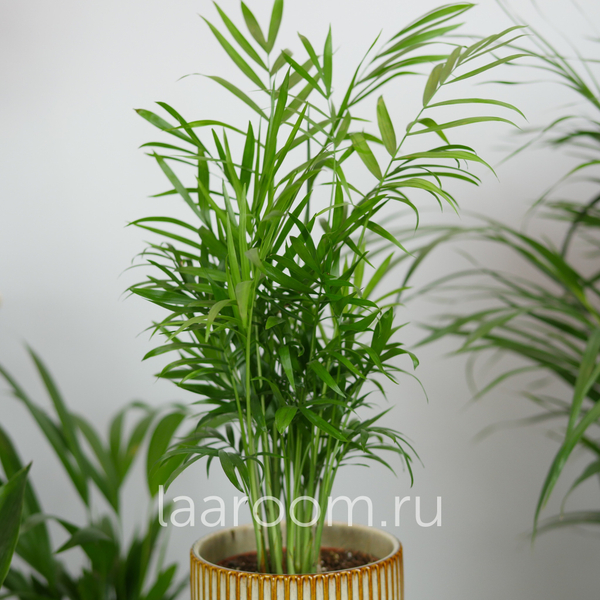 Хамедорея Элеганс 12/45