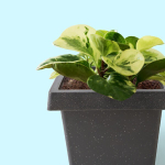 Кашпо "КВАДРО" 2,5л цвет черный гранит