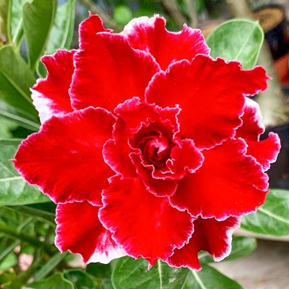 Адениум обесум 376