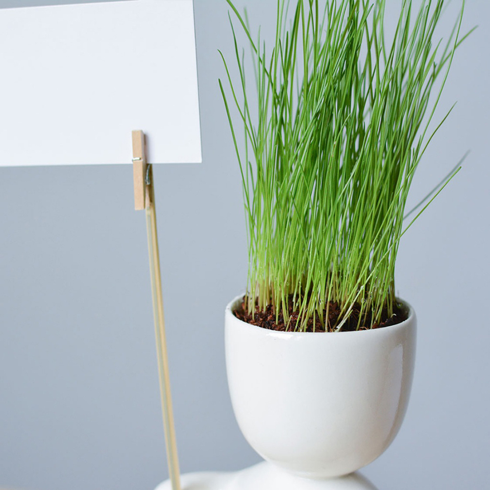 Набор для выращивания eco Знаменосец