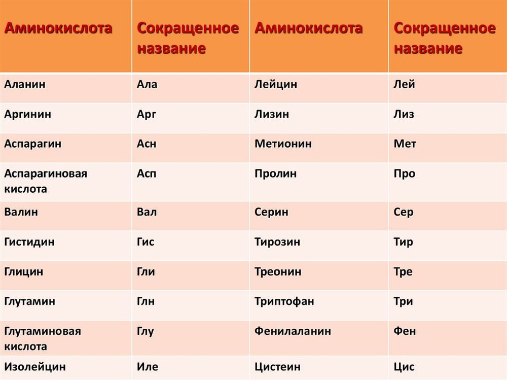 Модель Молекула белка — купить по ФГОС | Учебный стандарт