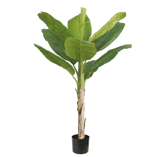 Банановая пальма 150 см.