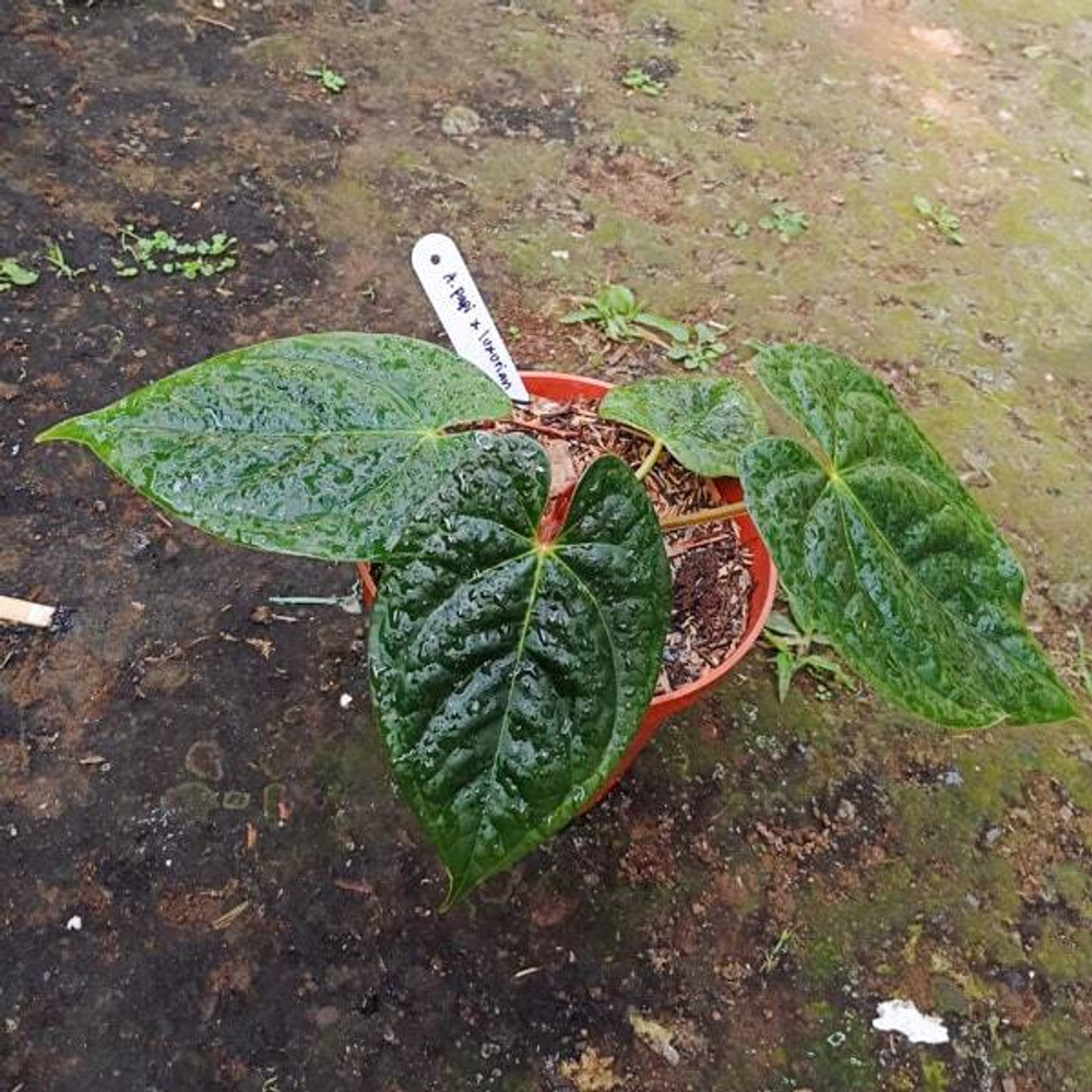 Антуриум PAPILLILAMINUM x LUXURIANS