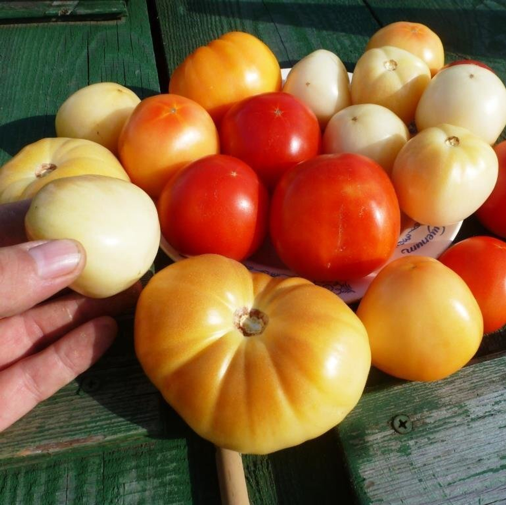 Помидоры Честное Слово Ливингстона  - Livingston's Honor Bright Tomato