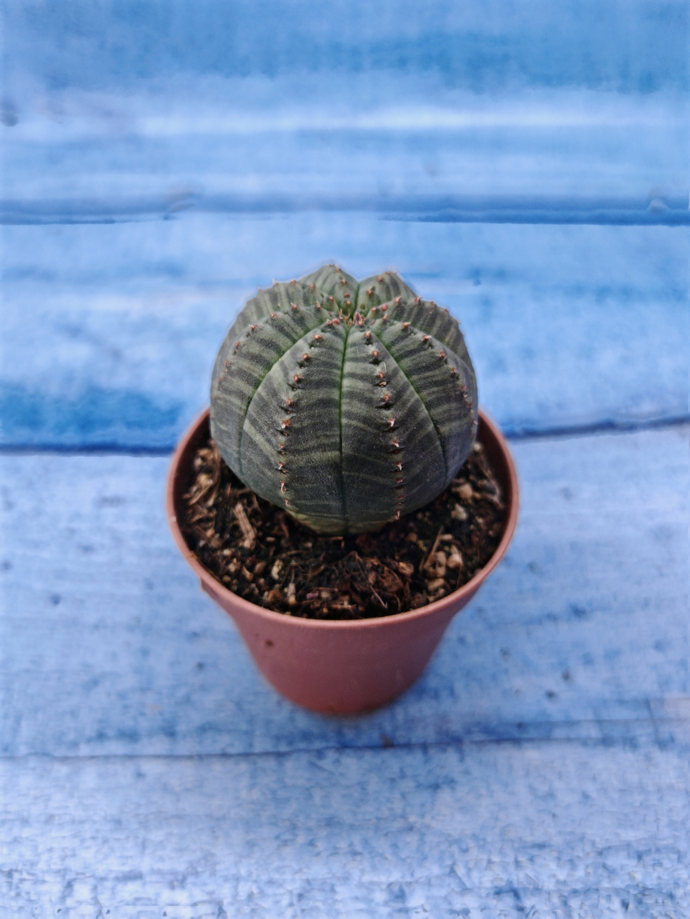 Euphorbia Obesa (Эуфорбия)