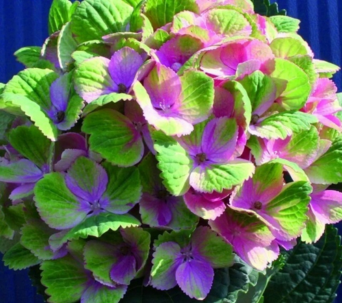 Меджикал Аметист (Крупнолистная гортензия)