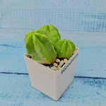 Echinocereus Viereckii Moricalli (Эхиноцереус)