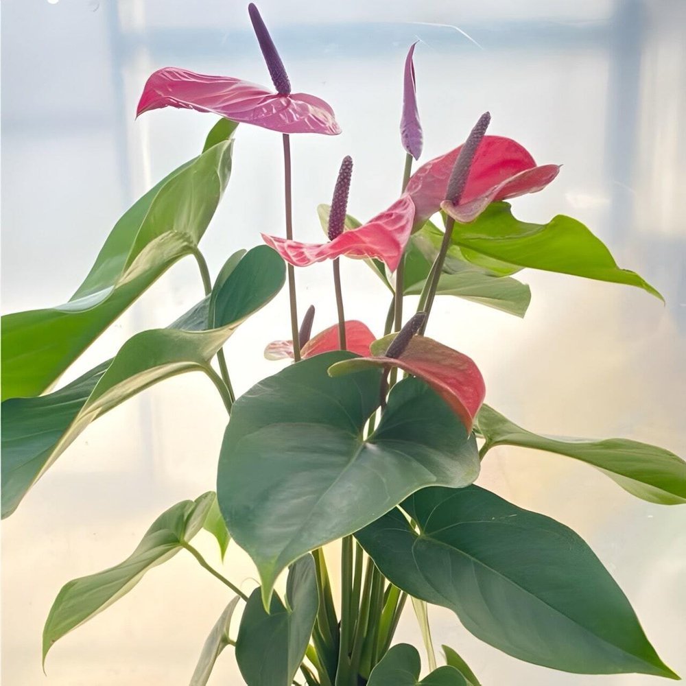 Антуриум Андрэ UTAH