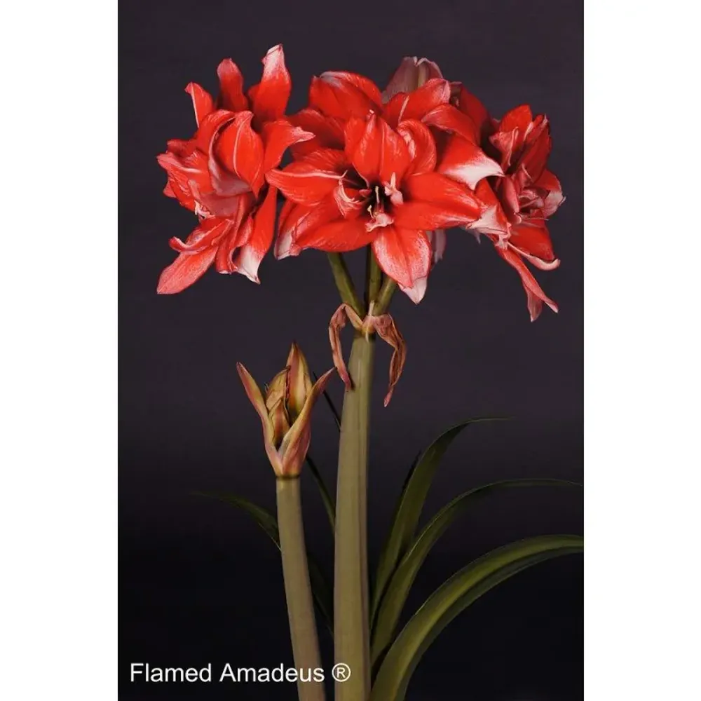 Амариллис Флеймед Амадеус Закупка М80 сентябрь 2026