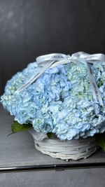 Гортензии в корзинке