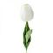 Tülpan / тюльпан  /Tulip 1 ədəd ağ