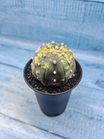 Astrophytum Asterias variagate (Астрофитум)