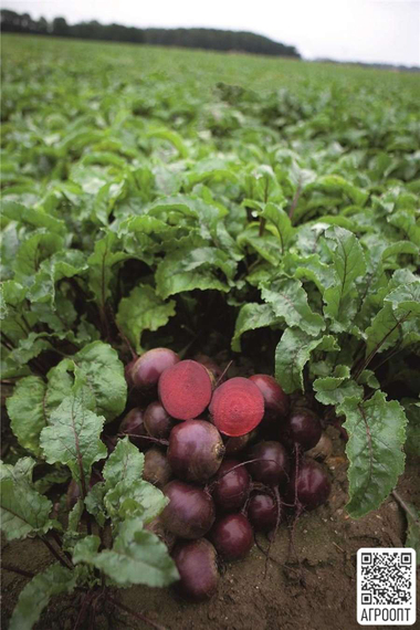 Экшен F1 семена свеклы (Bejo / Бейо) урожай – фото 2