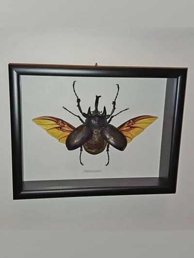 Жук Megasoma acteon в рамке