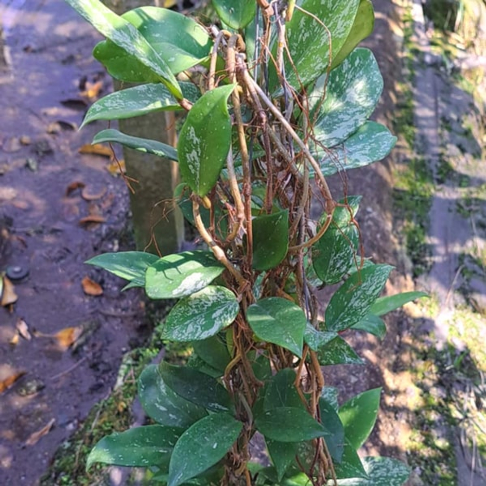 Хойя PUBLICALIX ROYAL HAWAIIAN PURPLE SPLASH