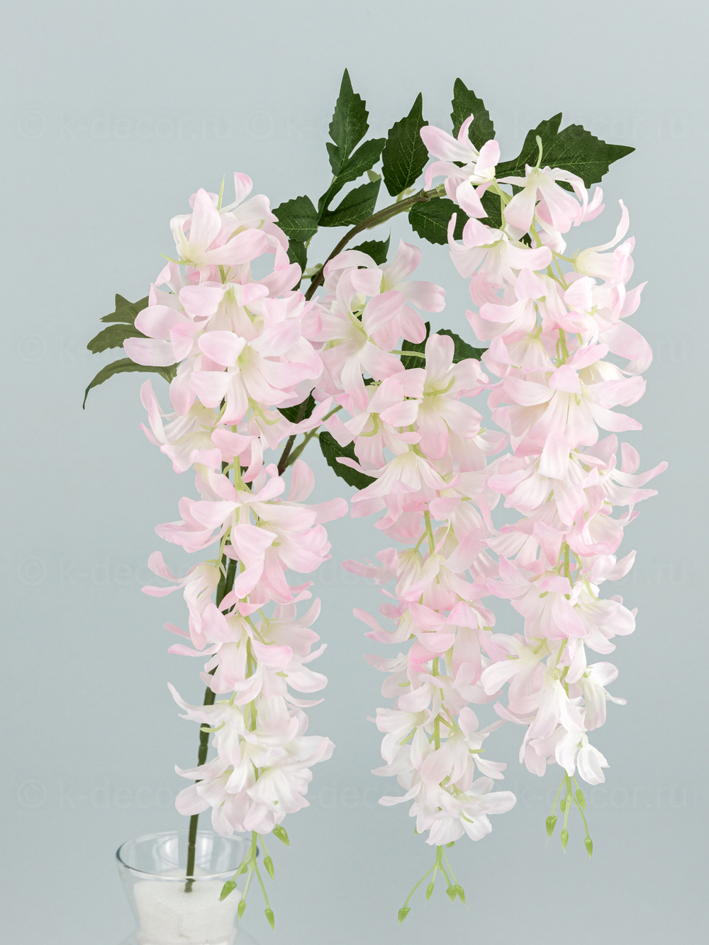 Глициния ампельная Маркиза