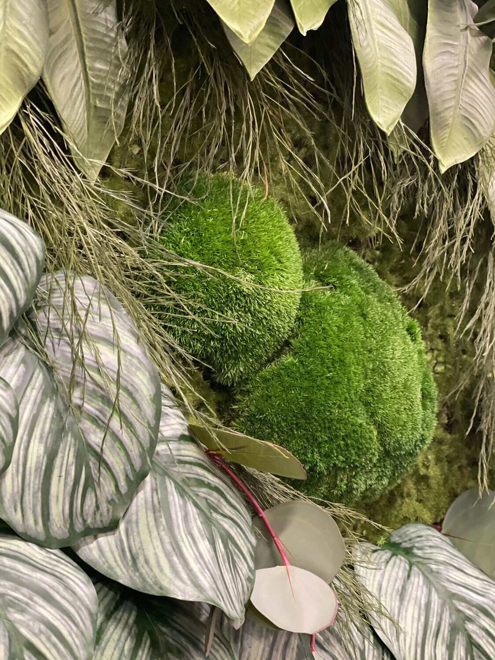 Калатея листья 12 шт