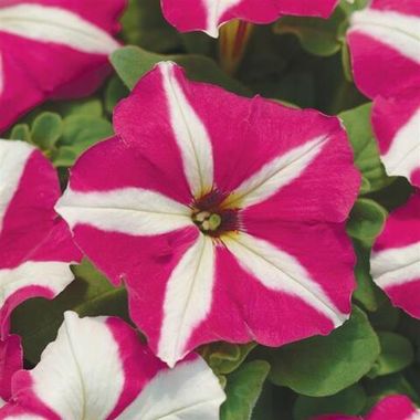 S60208 Петуния кустовая Multiflora MIRAGE ROSE STAR 10 шт.
