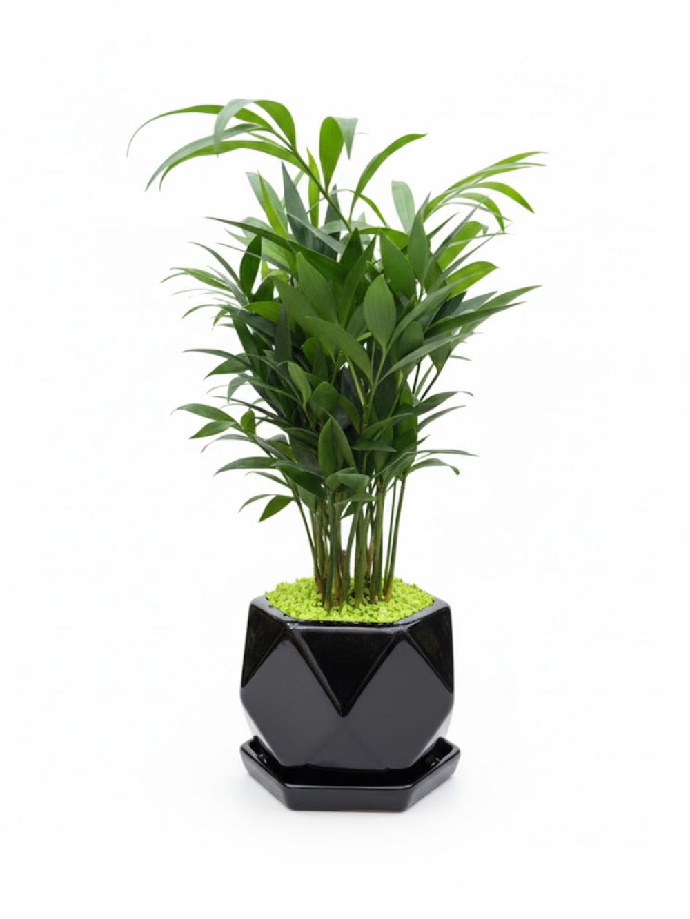 Пахира керамический горшок д. 12