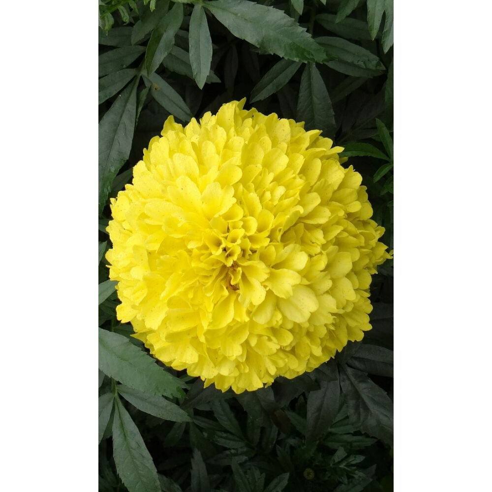 Семена Бархатцы прямостоячие Лимонный великан (УД) Е/П