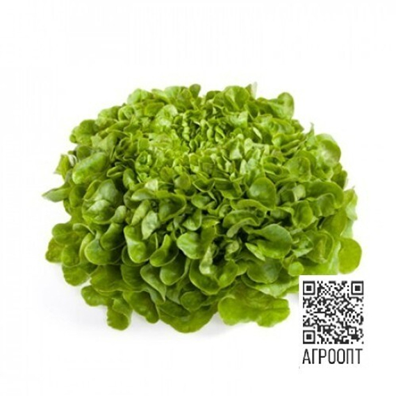 КУК семена салата (Rijk Zwaan | Alexagro) – фото 5