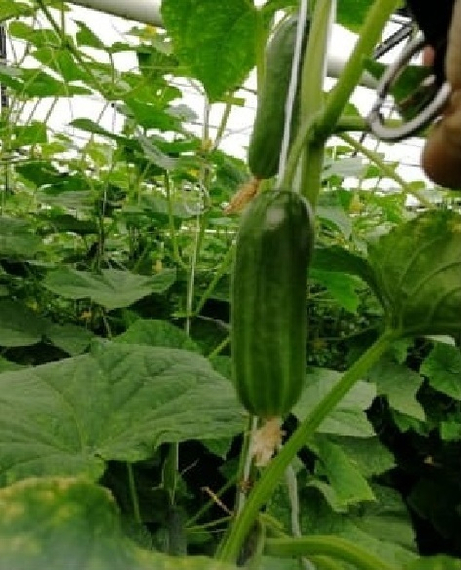 БЭБИ МИНИ F1 семена огурца Seminis описание – фото 4