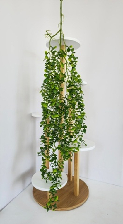 Самшит ампельный на зелёном стволе / Арт 4231