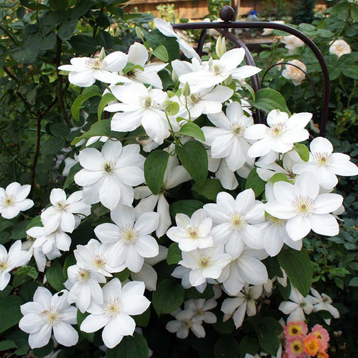 Клематис гибридный Ежи Попелушко трехлетка наличие