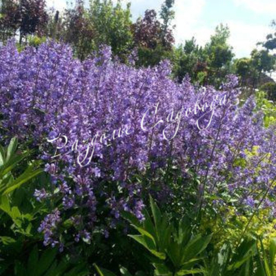 Котовник фассена Блю Лайт