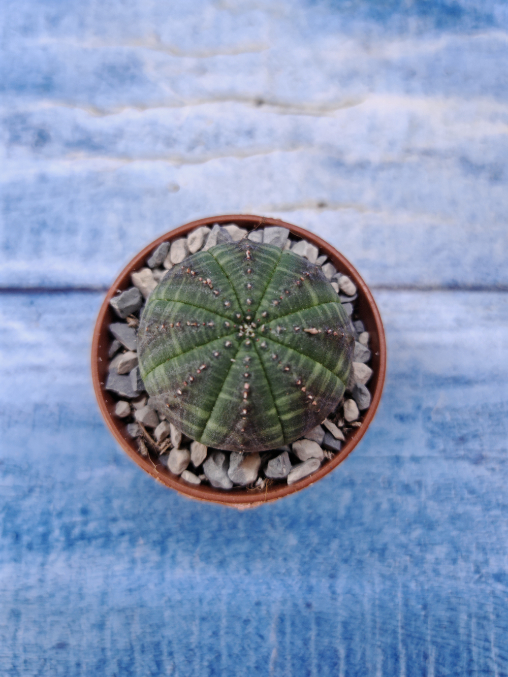 Euphorbia Obesa (Эуфорбия)