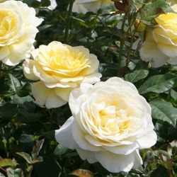 Стокгольм (Stockholm)