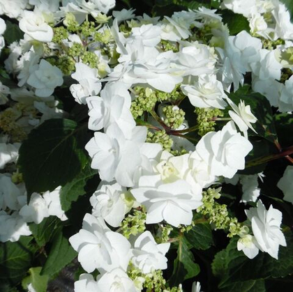 Гортензия крупнолистная Доппио Бьянко / Doppio Bianco