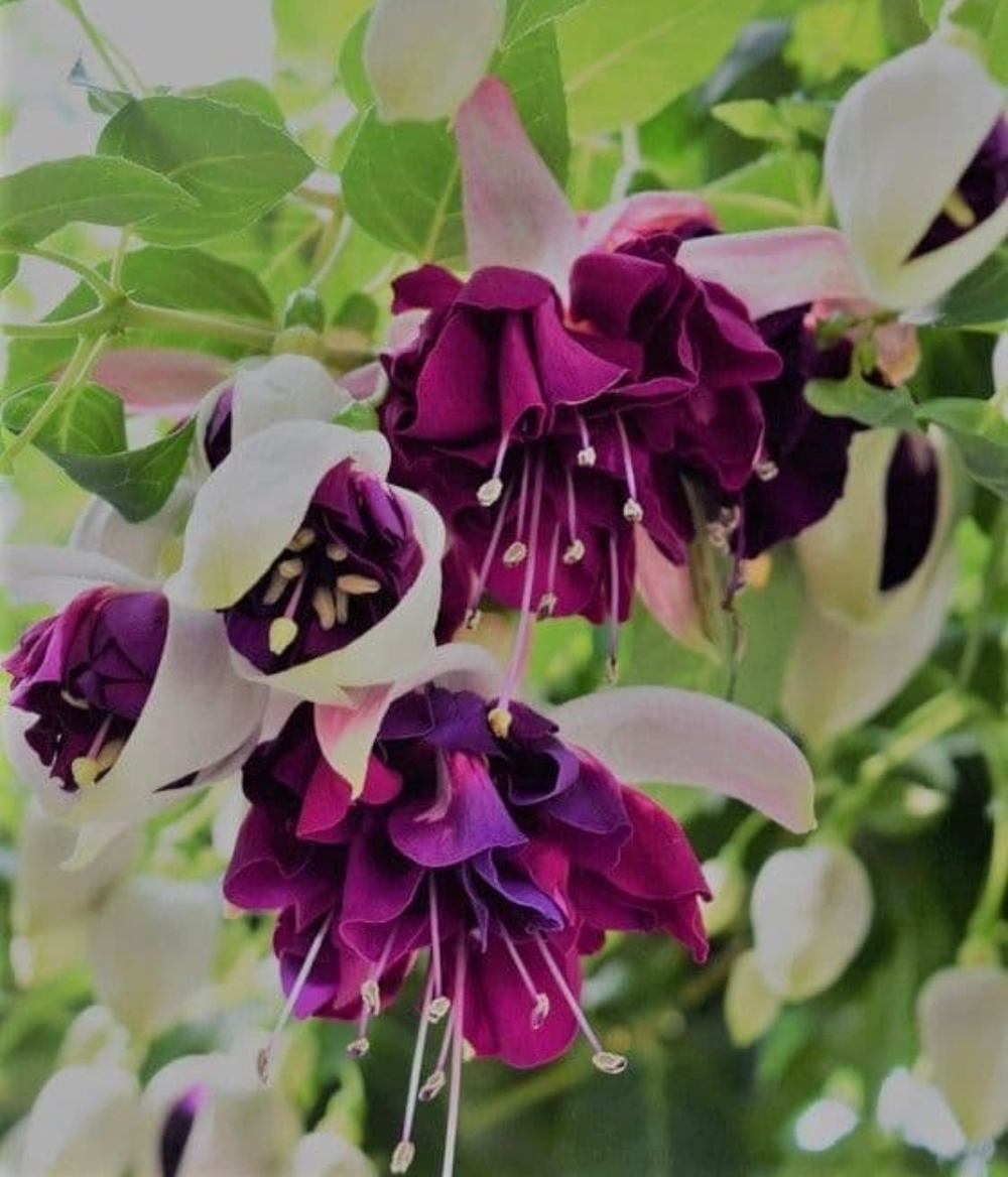 Фуксия Trailing Herry Mochara