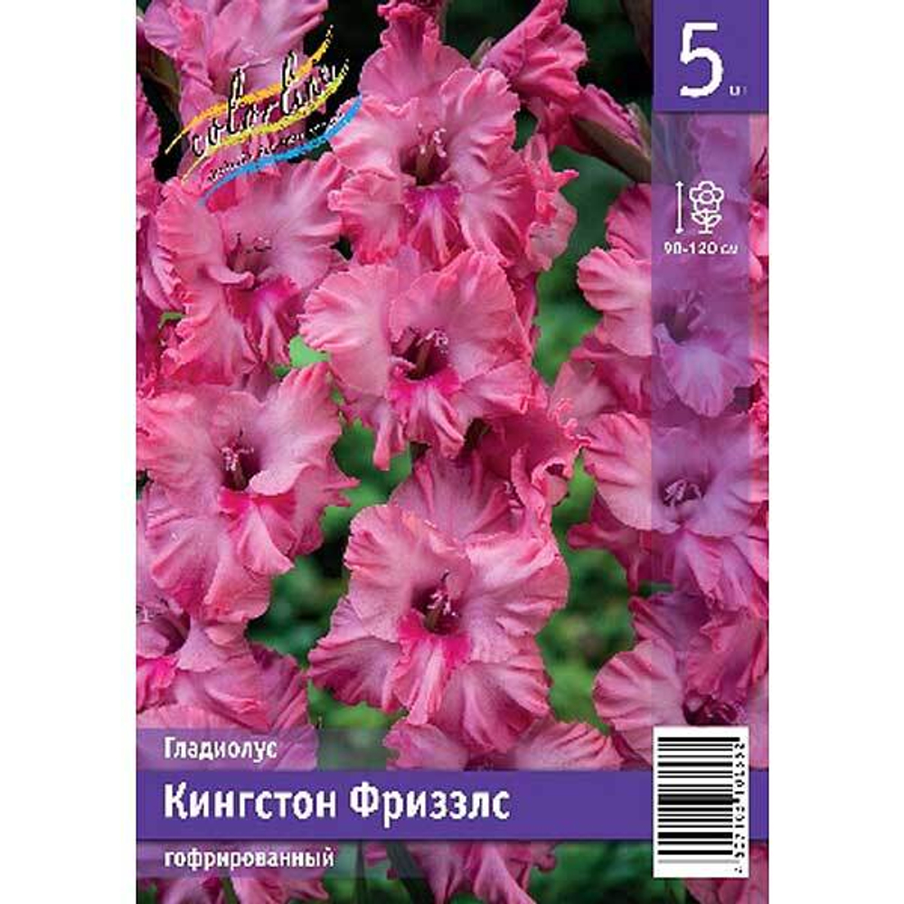 Гладиолус Кингстон Фриззлс