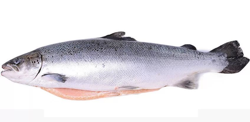 Лосось с/м ПСГ 6-7 прем.вес. Чили