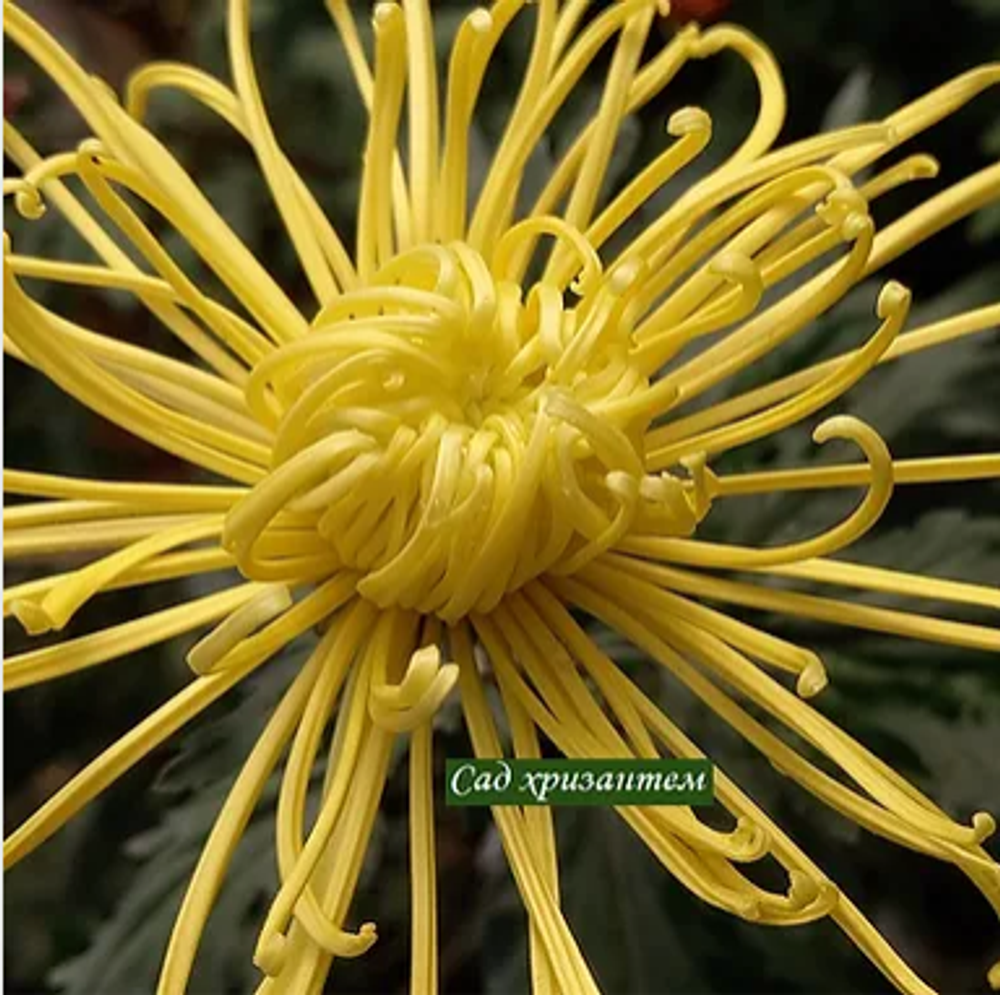 Colden Splendour  крупноцветковая хризантема ☘  ан 4 (поставка июнь)