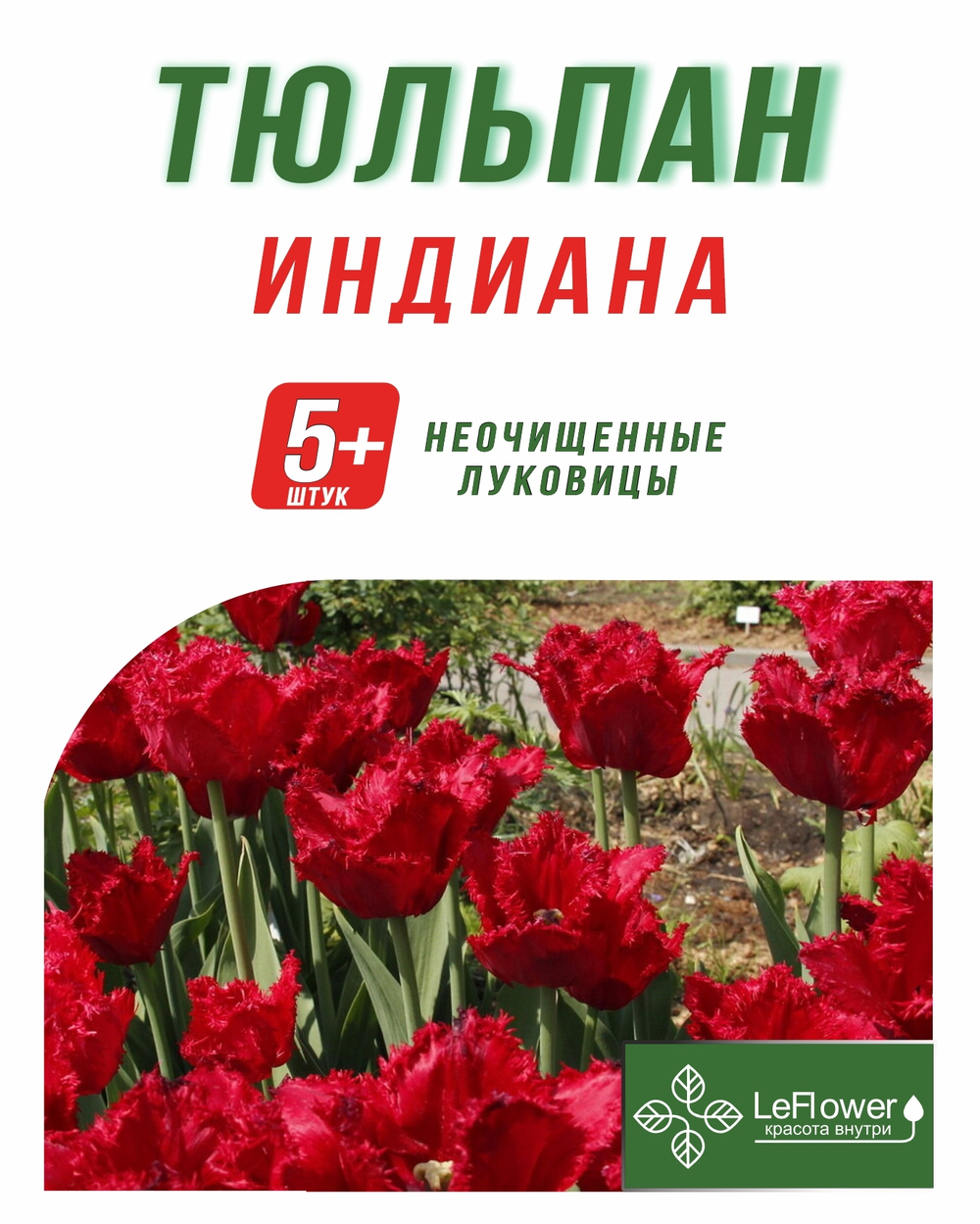 Тюльпан Луковица,Индиана, 5+шт