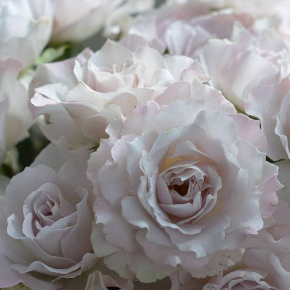 Сапфирет (Saphiret)