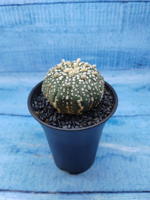 Astrophytum Asterias (Астрофитум)
