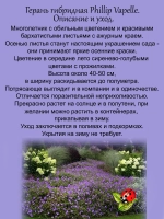Герань Филипп Ваппель многолетняя