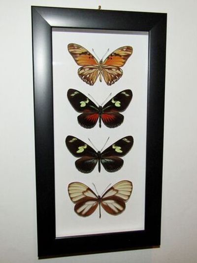 Бабочки Геликониды в рамке