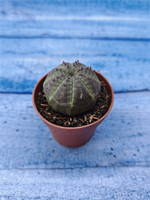 Euphorbia Obesa (Эуфорбия)